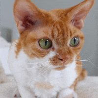 Devon Rex Cat GIF