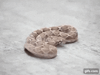 saw viper GIF