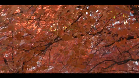 Fall Ysu GIF by Youngstown State University
