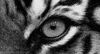 Wildlife gif. In black and white and tight on a tiger's face, the cat shifts its eye back and forth.