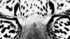 eye of the tiger eyes GIF