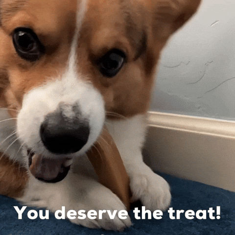 Dog Corgi GIF