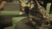 Cat Punk GIF by Pure Noise Records