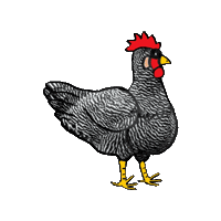Amrockhuhn Sticker