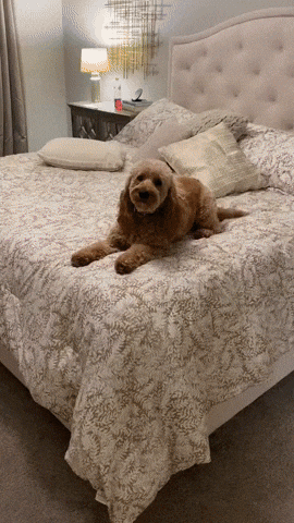 cuteanimalland giphyupload GIF