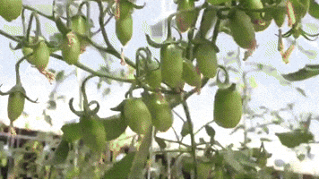Fruithydrosinni, senza nickel e istamina