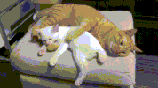 cat hand GIF