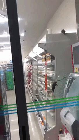 Pest Control to Aisle 2: Rats Spotted Running Around Tokyo Convenience Store