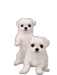 Dance Dog Sticker