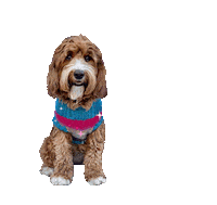 Dog Shining Sticker