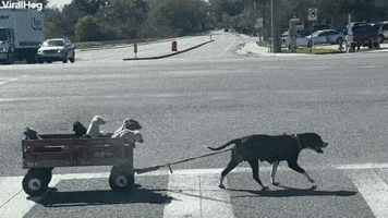 Dog Mom Pulls her Babies in a Wagon