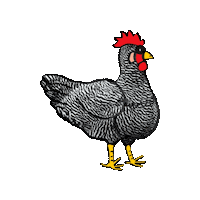 Amrockhuhn Sticker