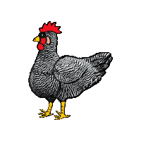 Chickens Amrock Sticker