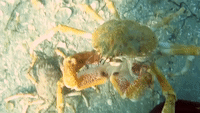 Diver Gets Hug From Creepy Spider Crab