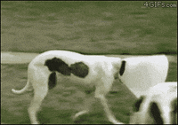 Hungry Dog GIF