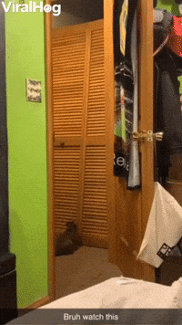 Closet Can't Keep Out Cat