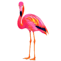 Pretty Bird Pink Sticker
