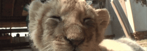 giphy.gif