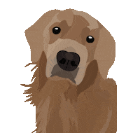 Golden Retriever Dog Sticker