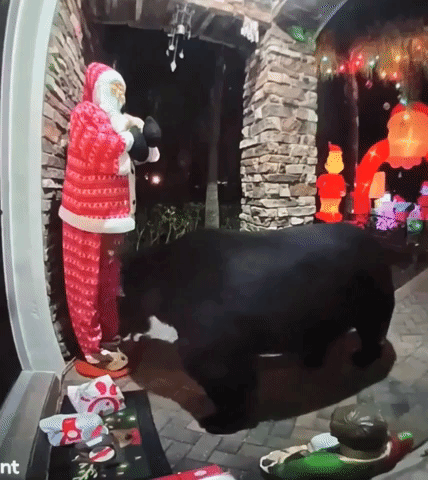 Bear Steals Chick-Fil-A Order from Porch