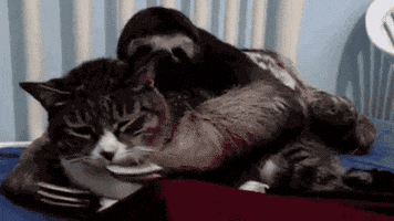 sloth grabbing GIF