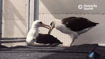 laysan albatross bird GIF by Monterey Bay Aquarium
