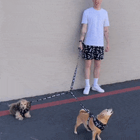Wiener Dog Dachshund GIF by beangoods