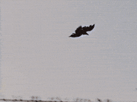 Sesame Street Bird GIF by Bell Brothers