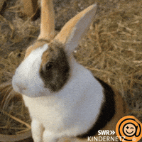 Look Bunny GIF by SWR Kindernetz