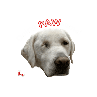 AutismAssistanceDogsIreland pawsome aadi autism assistance dogs ireland team aadi Sticker