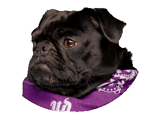 Cruelty Free What Sticker by Urban Decay