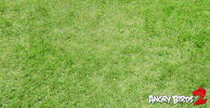 competition win GIF by Angry Birds