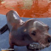 Marine Life Funny Animal GIF
