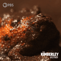 Your Face Australia GIF by PBS
