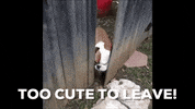 bulldog too cute to leave GIF by Andrea