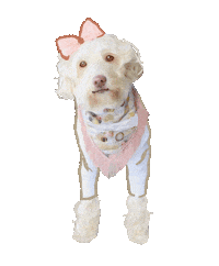 Golden Doodle Fashion Sticker