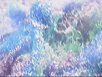 Footage Oaf GIF by jorgemariozuleta