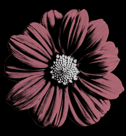 San Francisco Sf GIF by Outside Lands