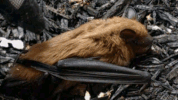 adorable brush GIF