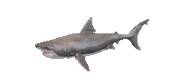 Shake It Shark Sticker by Zacxophone