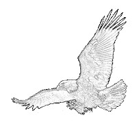 Eagle Flying Sticker by Youth Alive Florida