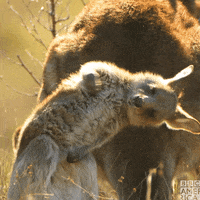 Australia One Planet GIF by BBC America