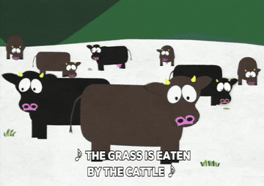 cows GIF by South Park 
