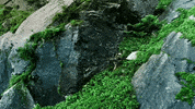 discovery channel survival GIF by Discovery Europe