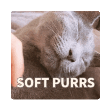 Cats Petting Sticker