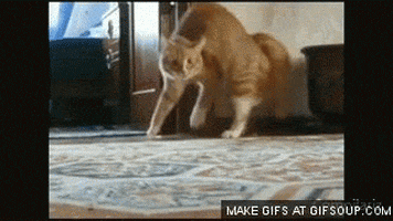 creeping GIF