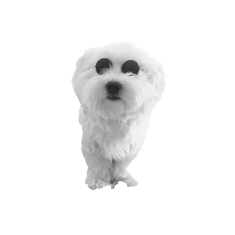 White Dog Sticker by immagram