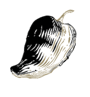 Anchoreyes peppers Sticker