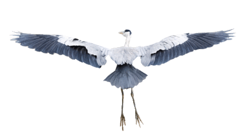 Summarecon giphyupload home house bird Sticker