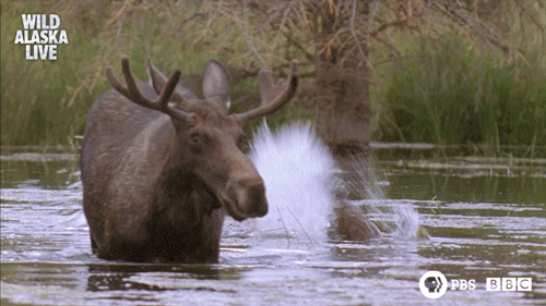 bbc one bear GIF by BBC